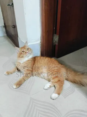 1+ year Male Purebred Persian