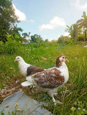 For Sale Satin Cross Siraji