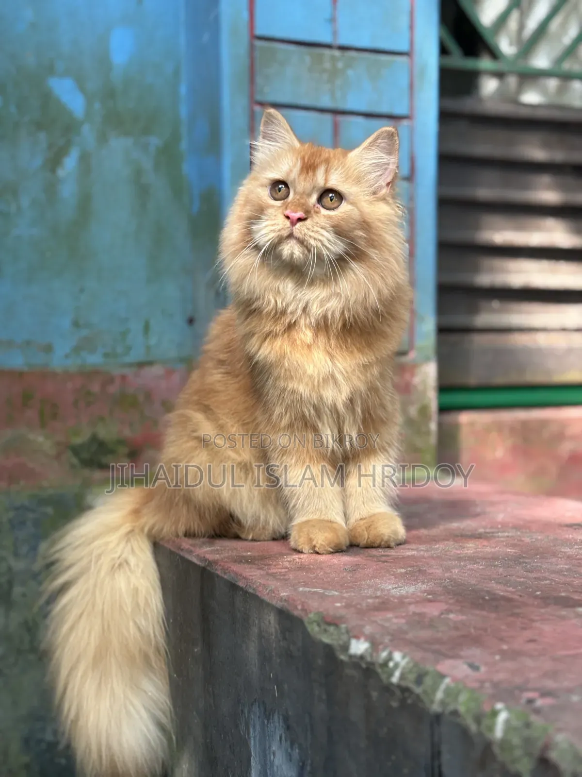 3-6 Months Male Purebred Persian