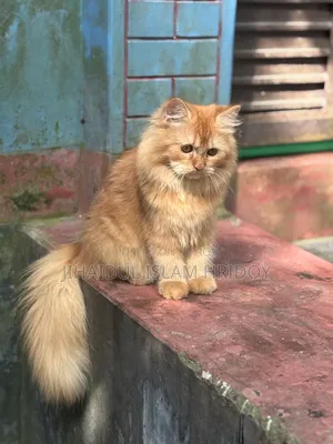 3-6 Months Male Purebred Persian