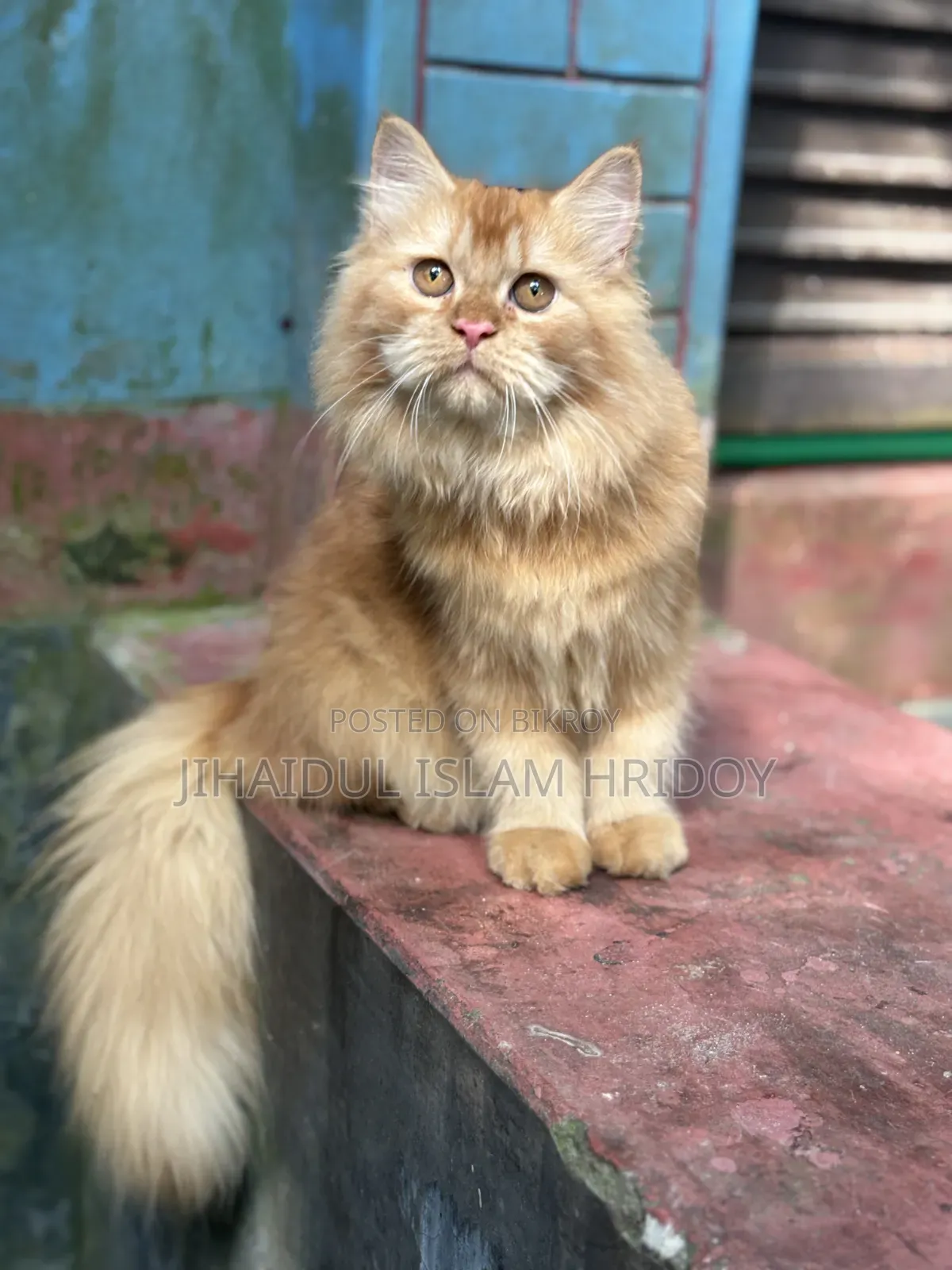 3-6 Months Male Purebred Persian