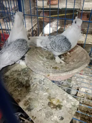 Sating Pigeon