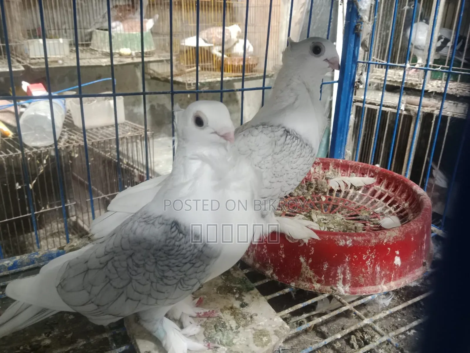 Sating Pigeon