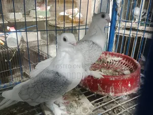 Sating Pigeon