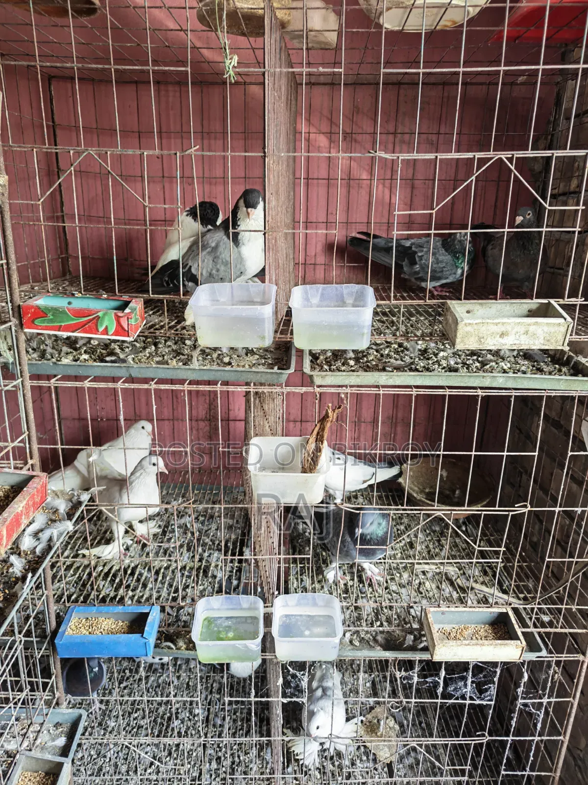 Pigeons and cage for sale