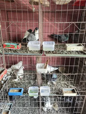Pigeons and cage for sale