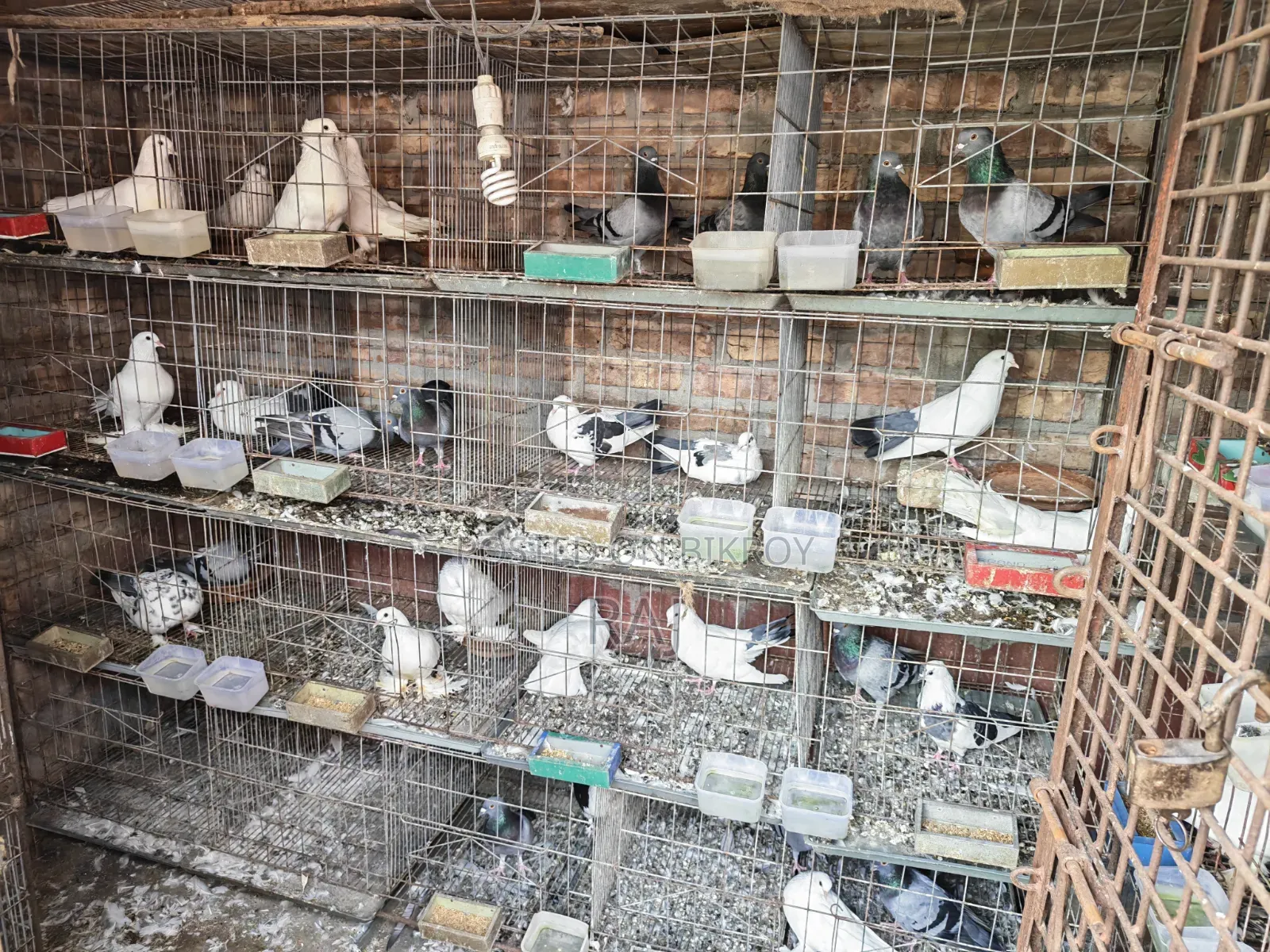 Pigeons and cage for sale