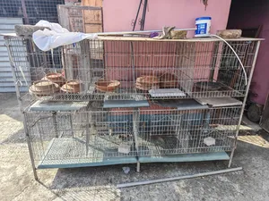 Pigeons and cage for sale