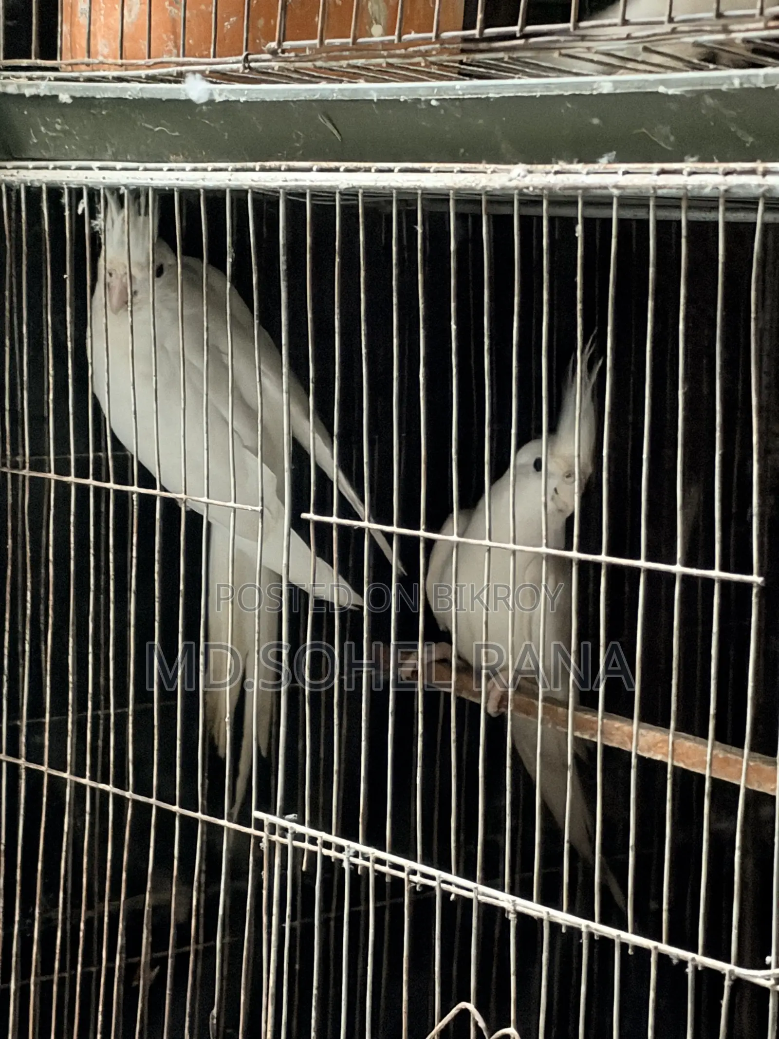 Albino Cocktail Bird