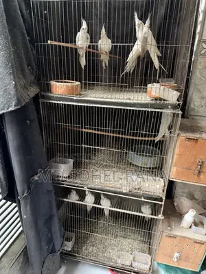 Albino Cocktail Bird