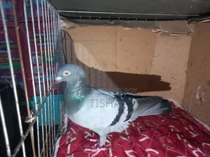 Pigeons for sale