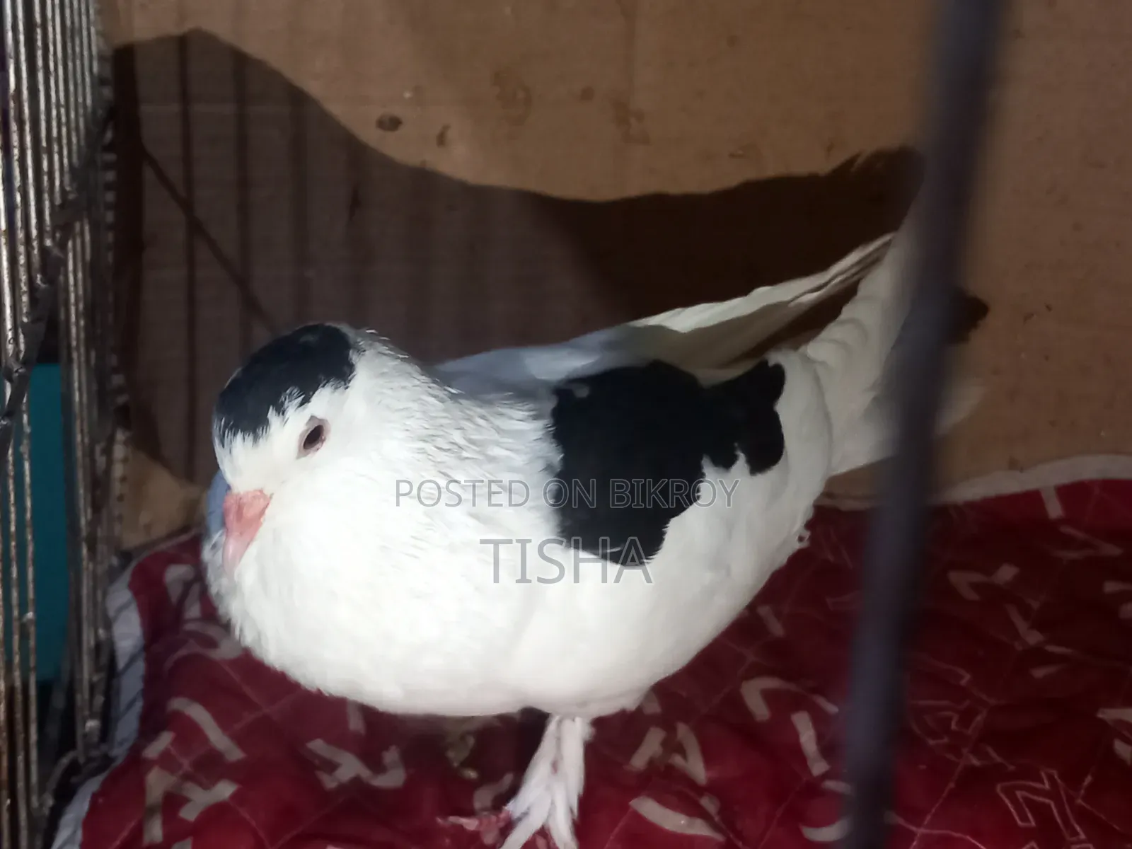 Pigeons for sale
