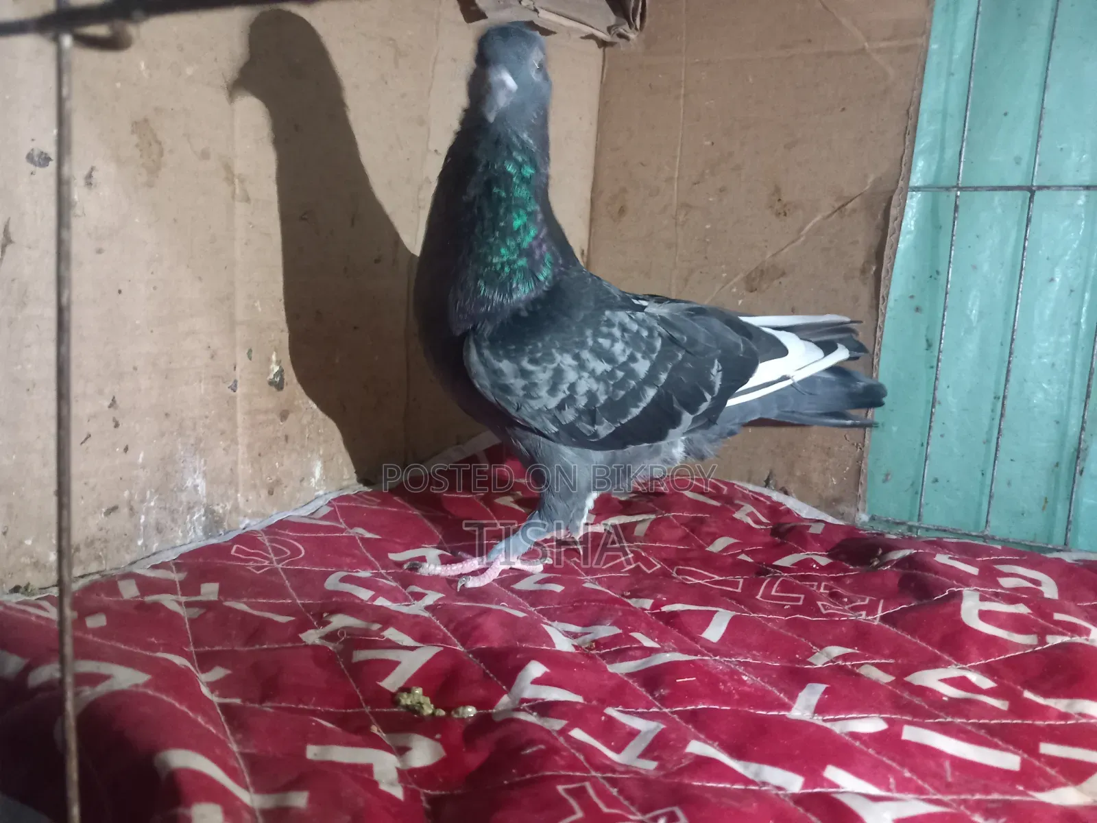 Pigeons for sale