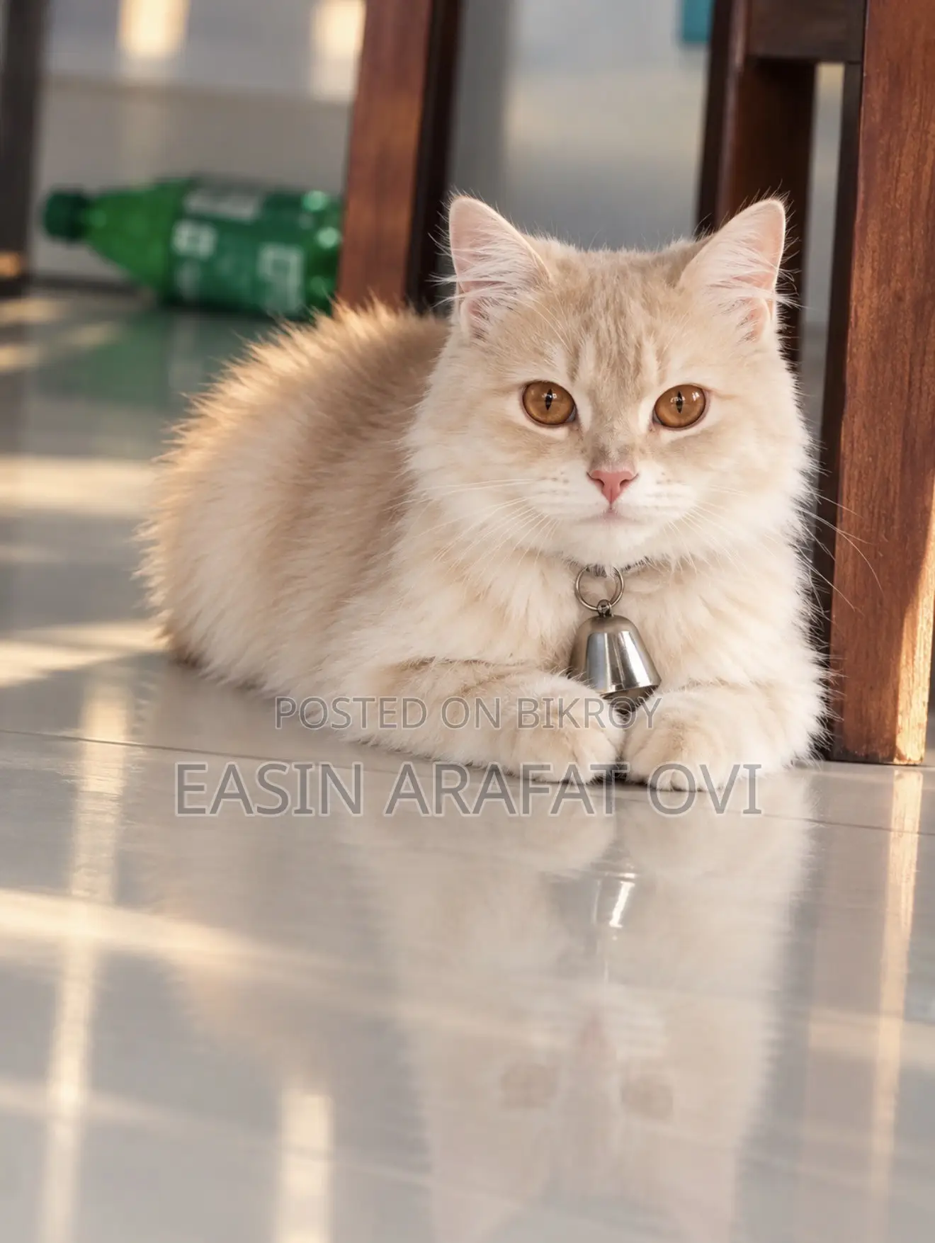 1+ year Female Purebred Persian Cat