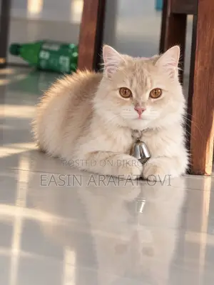 1+ year Female Purebred Persian Cat