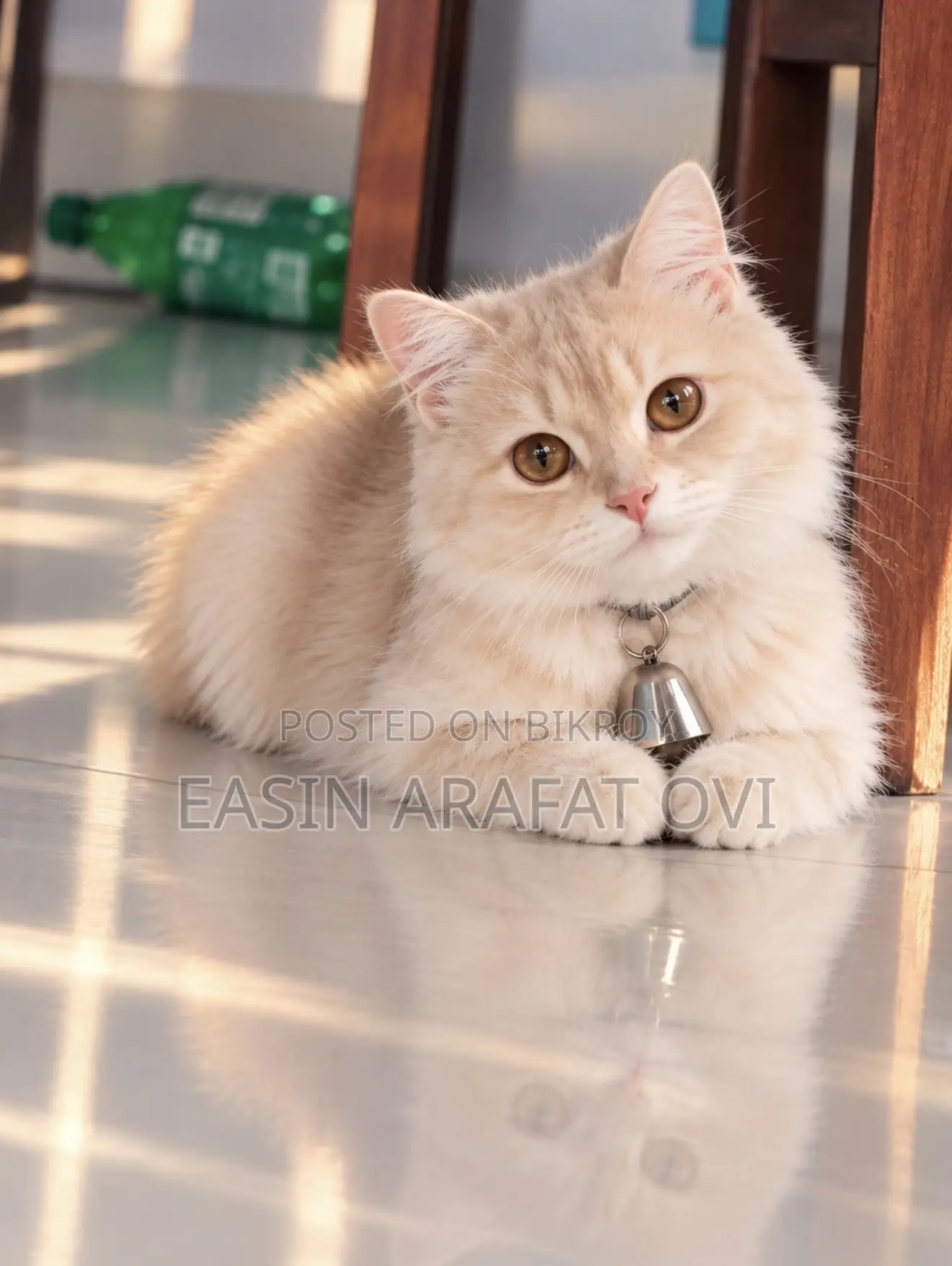 1+ year Female Purebred Persian Cat