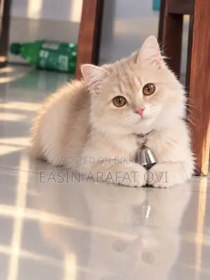 1+ year Female Purebred Persian Cat