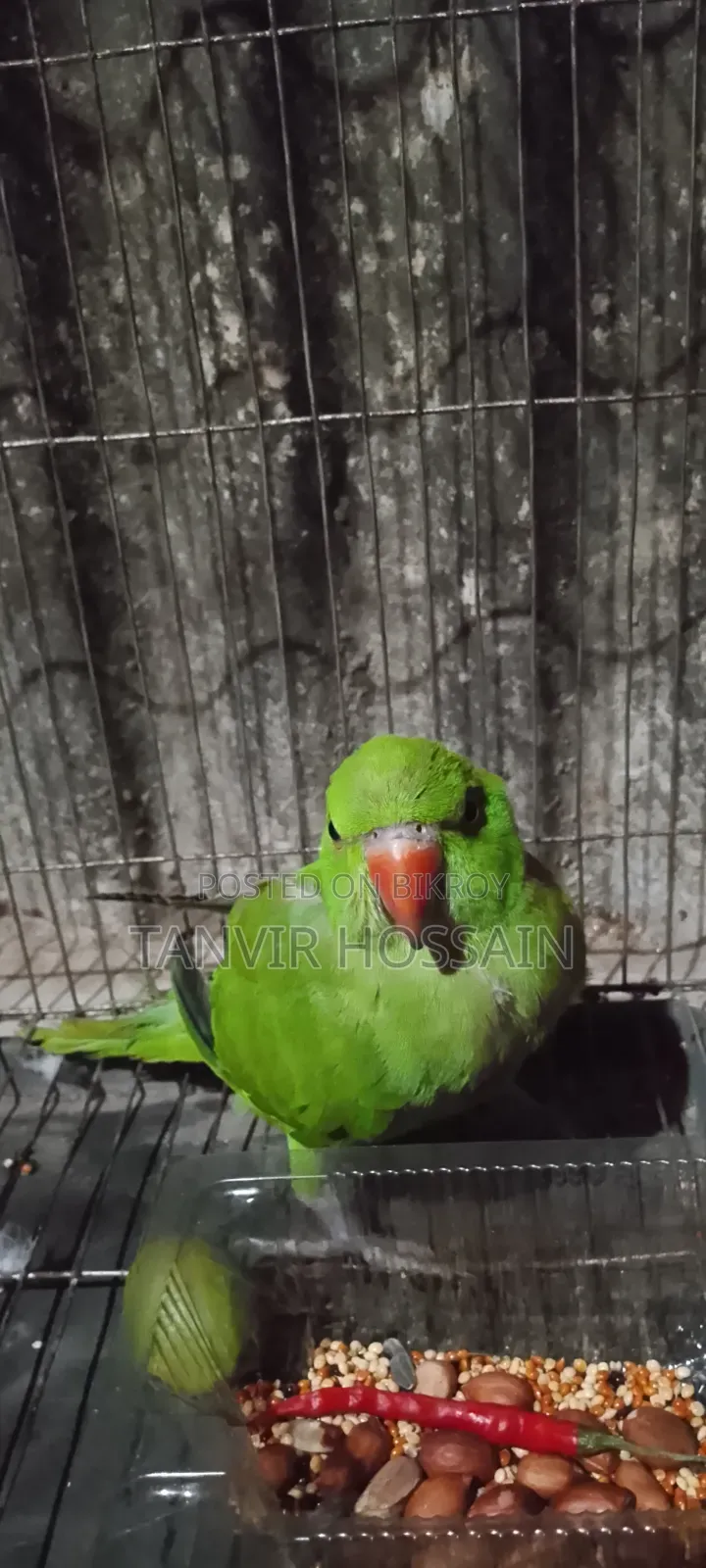 Parrot for sale