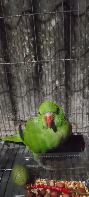 Parrot for sale