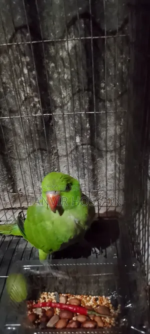 Parrot for sale