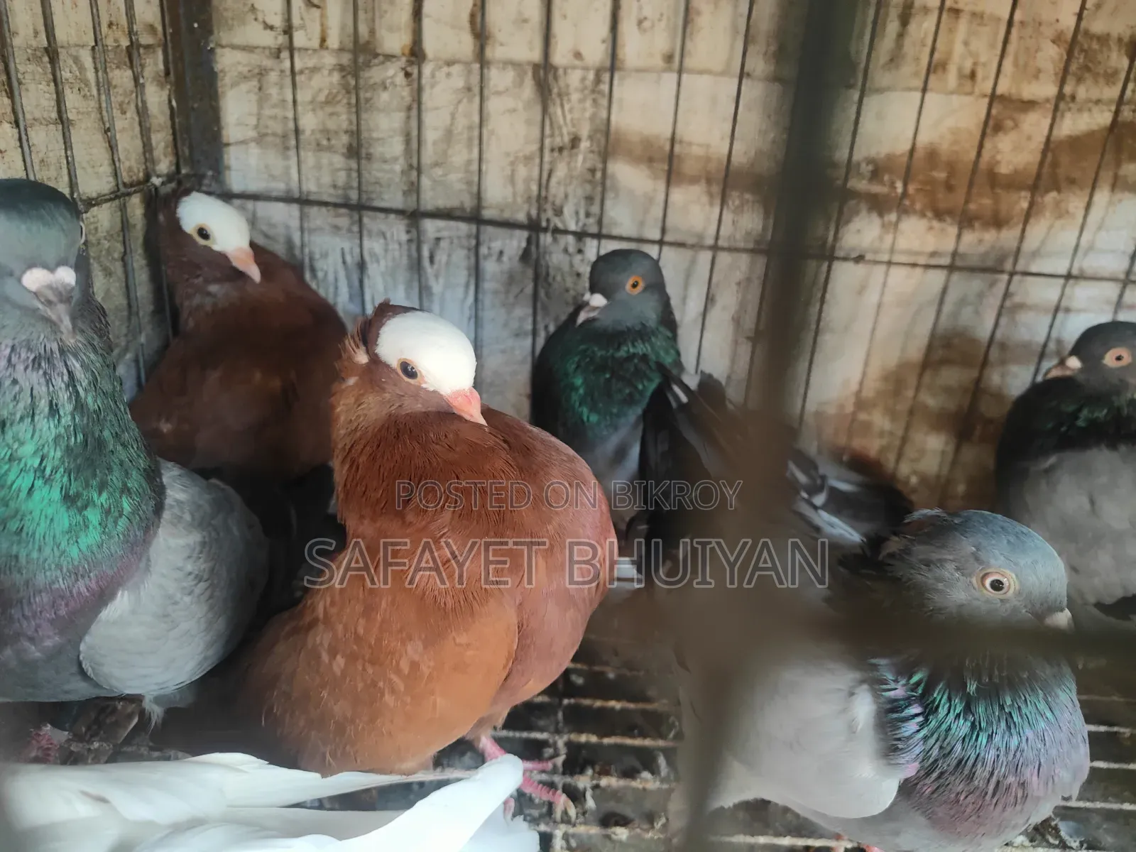 Local Pigeons