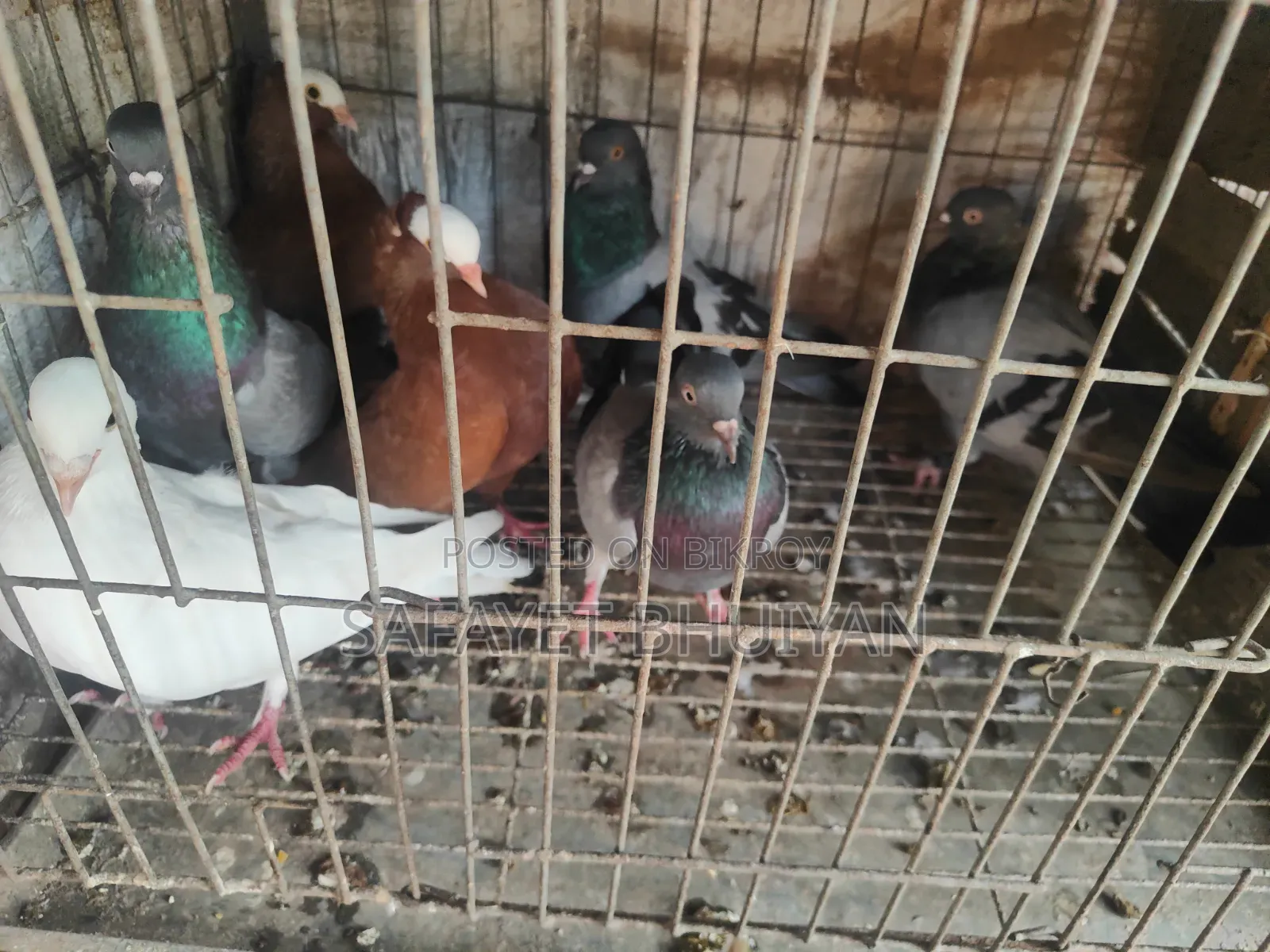 Local Pigeons