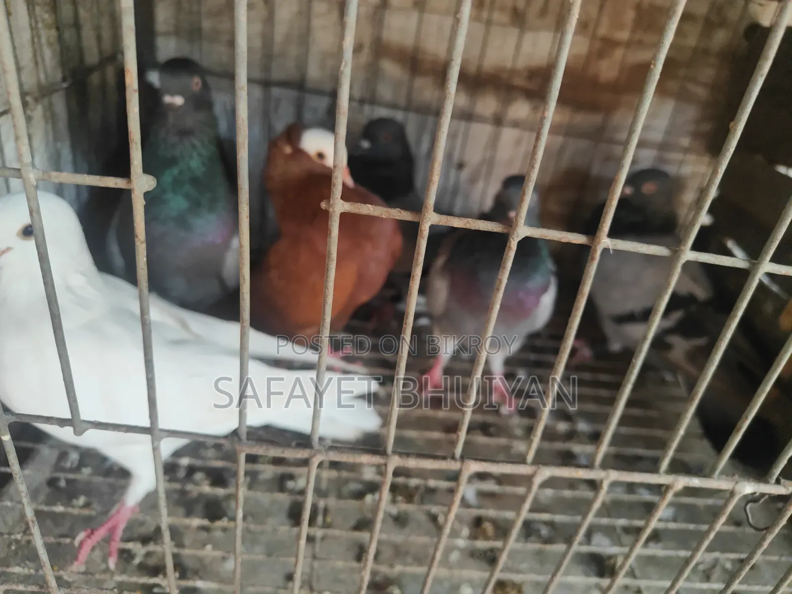 Local Pigeons