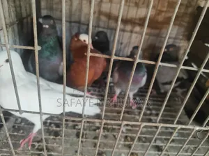 Local Pigeons