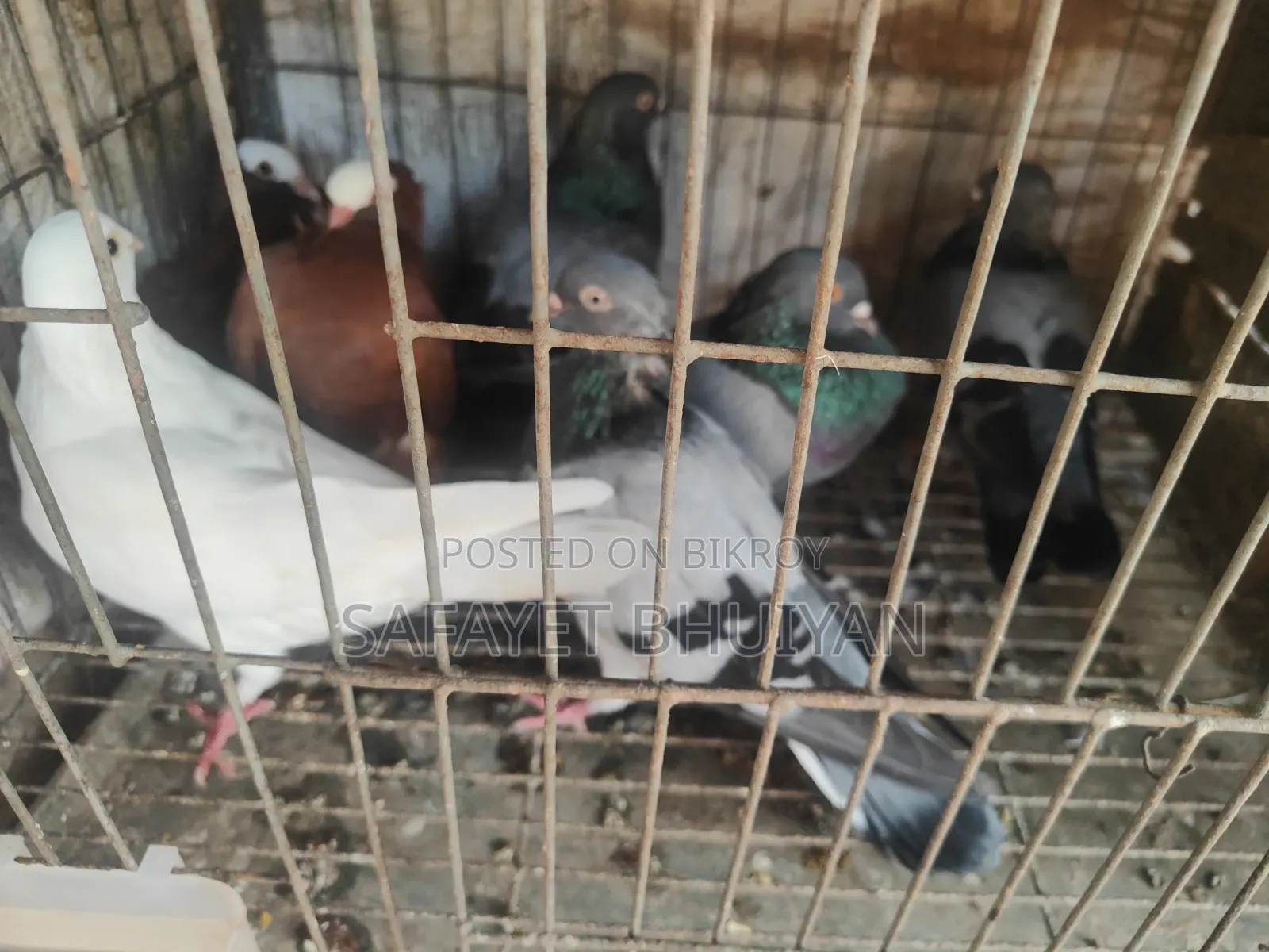 Local Pigeons