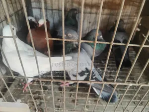 Local Pigeons