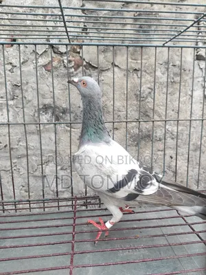 Sabji Racer Big Size Male. Location Jalkuri, Narayanganj.