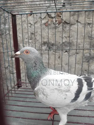 Sabji Racer Big Size Male. Location Jalkuri, Narayanganj.