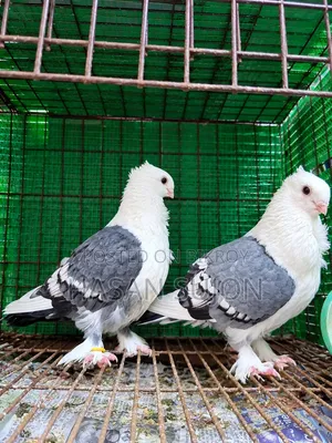 Blue Sating Pair + Jharna Sating Male