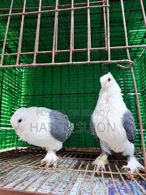 Blue Sating Pair + Jharna Sating Male