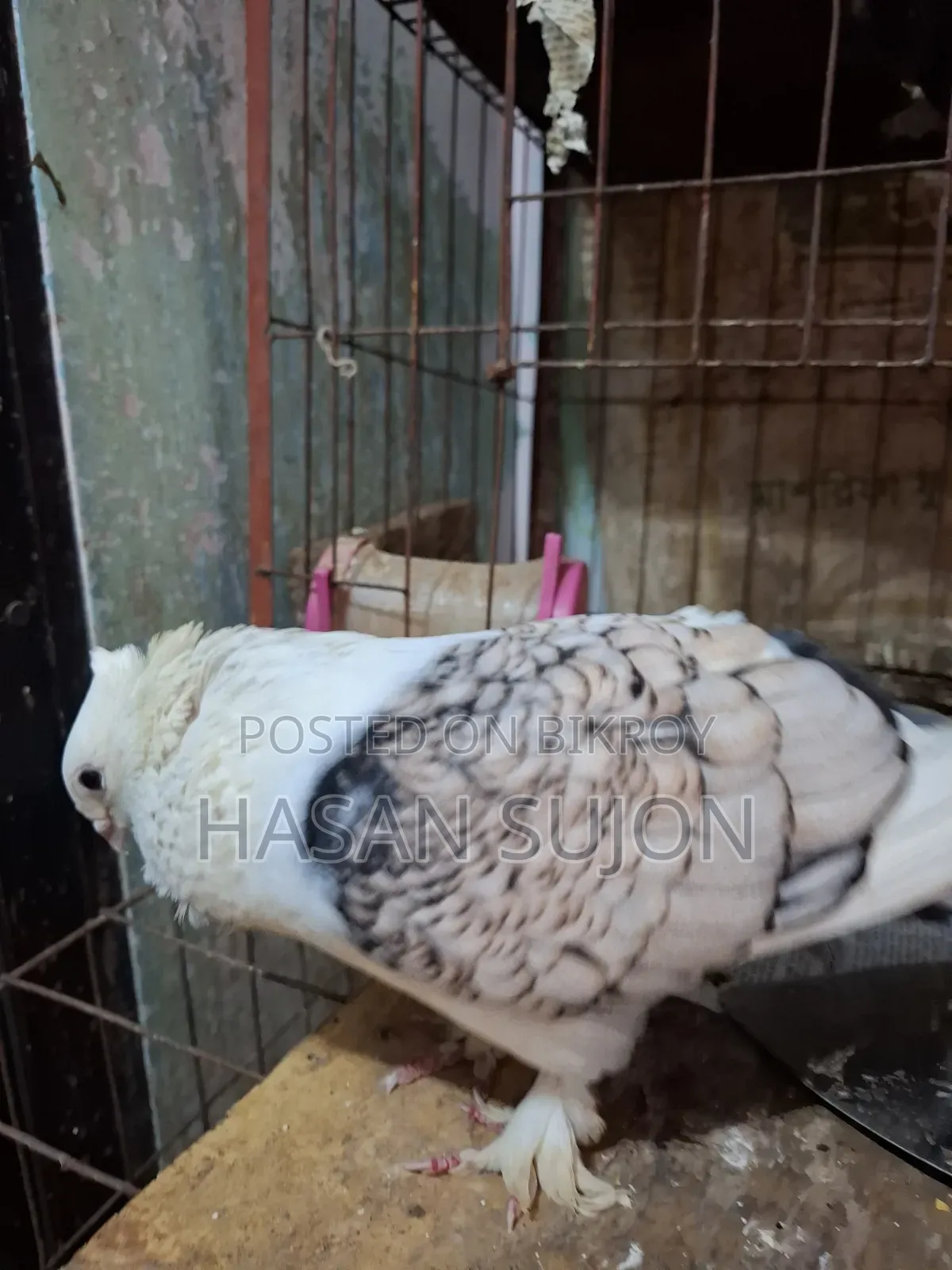 Blue Sating Pair + Jharna Sating Male