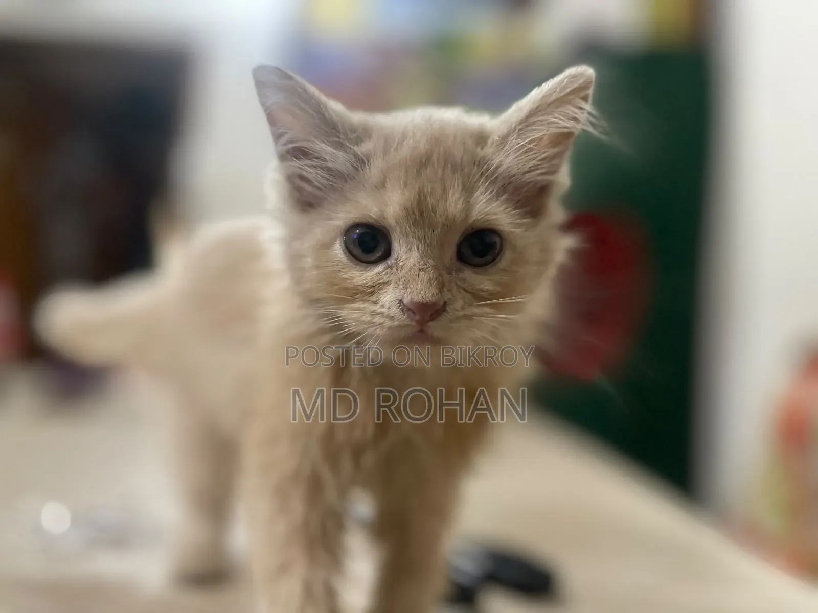 1-3 months Female Purebred Persian
