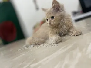 1-3 months Female Purebred Persian