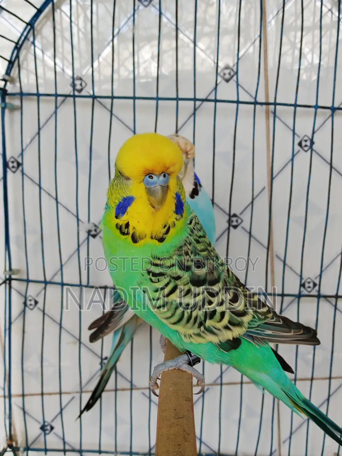 English Breeding Pair
