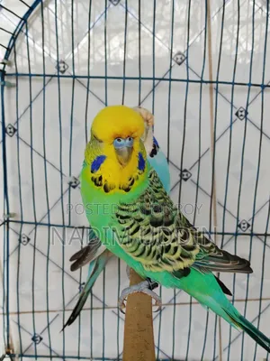 English Breeding Pair