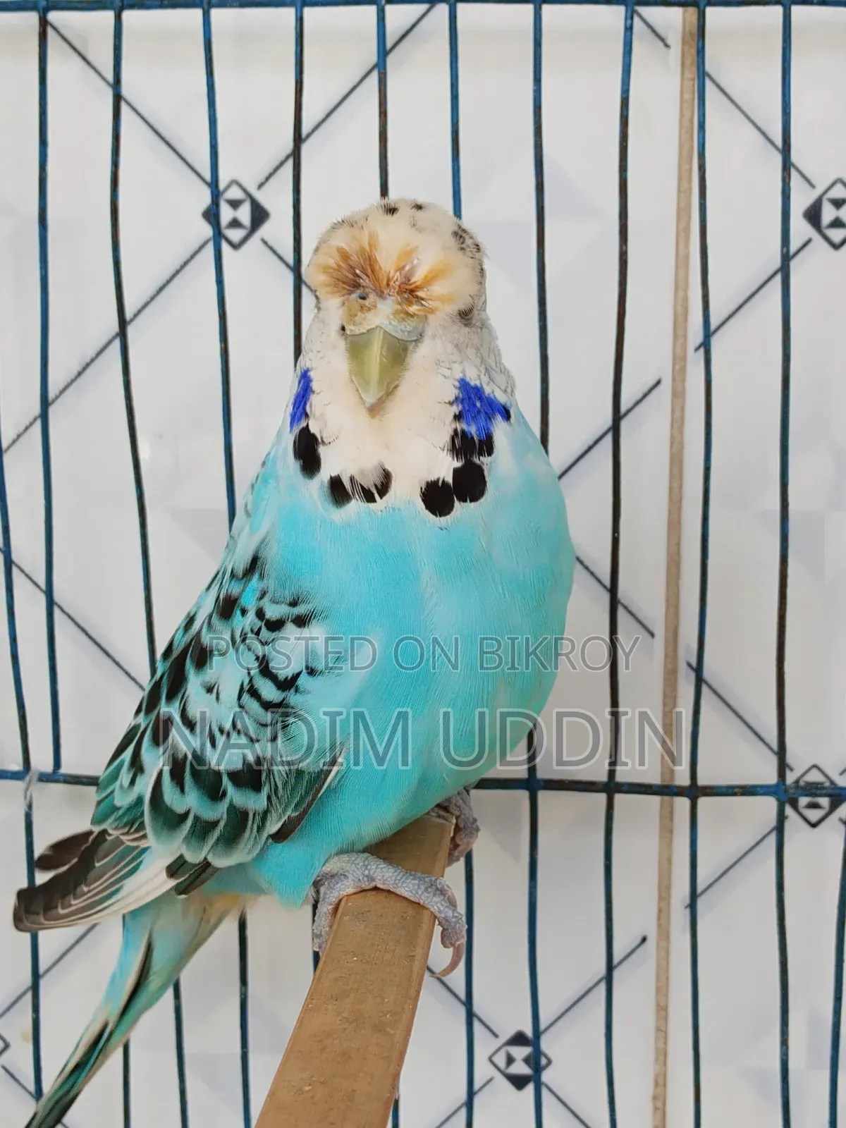 English Breeding Pair
