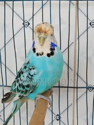 English Breeding Pair