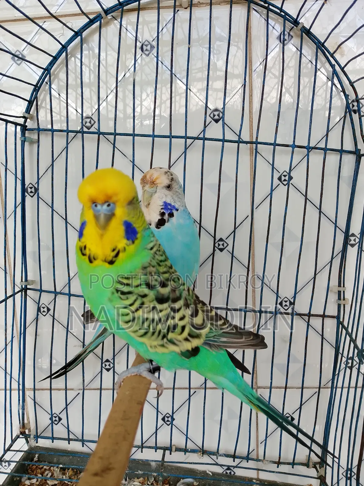 English Breeding Pair