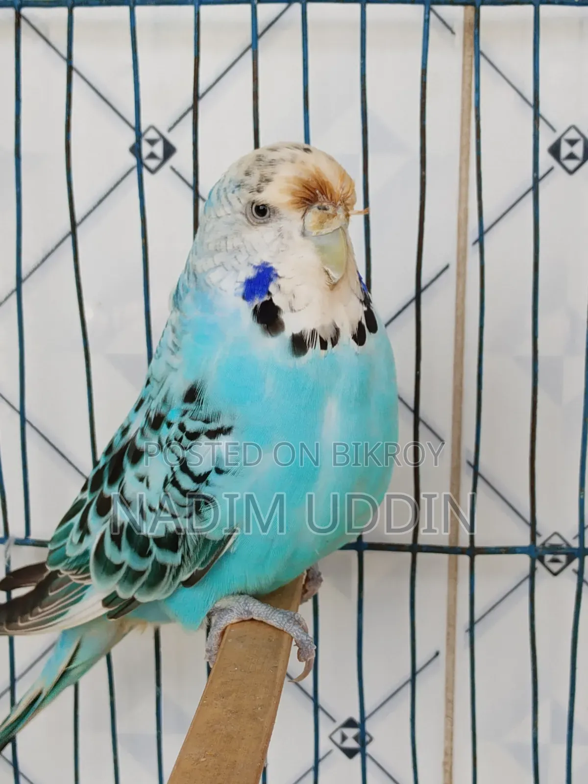 English Breeding Pair