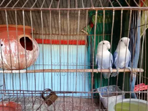 A pair of running Violet Lovebirds is for sale.