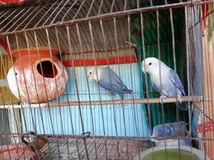 একজোড়া রানিং ভায়োলেট লাভবার্ডস পাখি বিক্রি করা হবে।