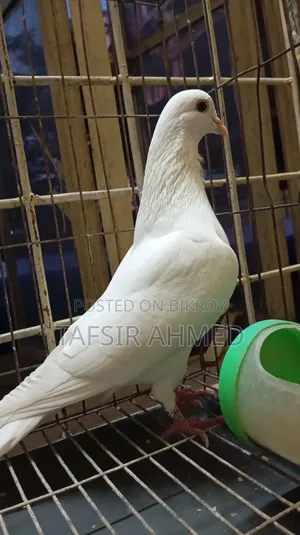 Kakzzi Adult Male