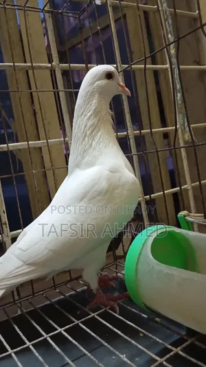 Kakzzi Adult Male