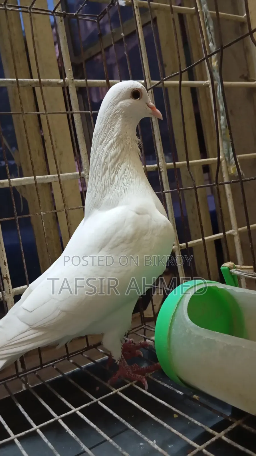 Kakzzi Adult Male