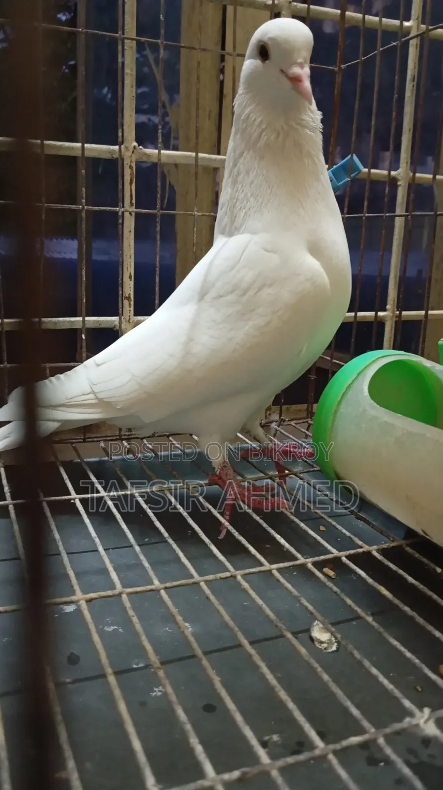 Kakzzi Adult Male
