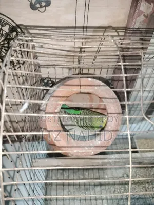 বাজরিগার